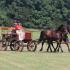 Schooling for Combined Driving